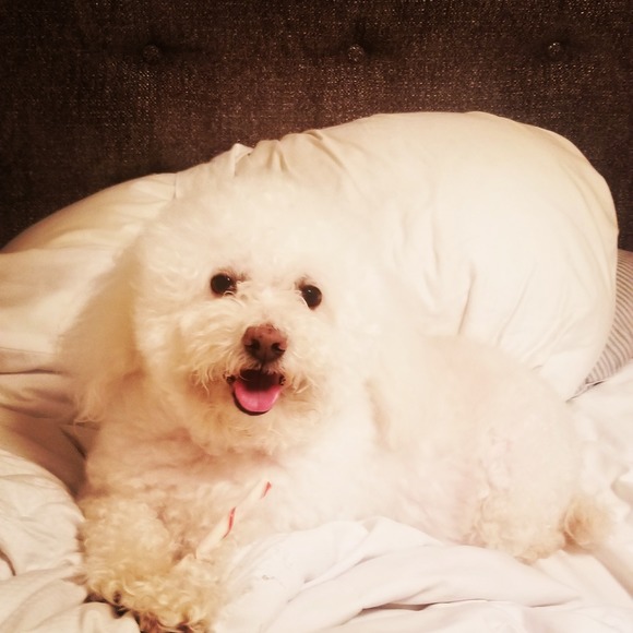 Meet your Posher, Daisy - Picture 1 of 1